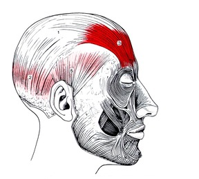 頭痛のトリガーポイント