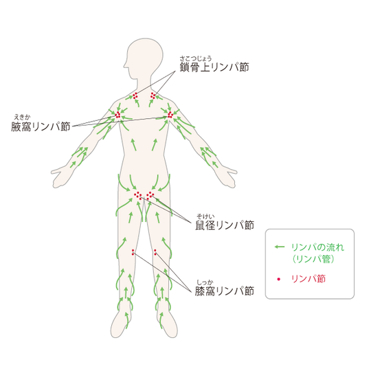 肩甲骨周りのリンパ